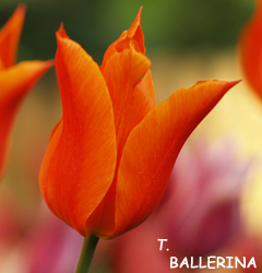 Tulipa - Gruppo 06 (liliumformis) BALLERINA