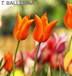 Tulipa - Gruppo 06 (liliumformis) BALLERINA