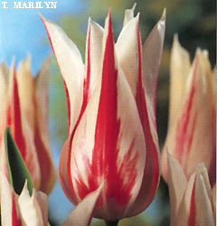 Tulipa - Gruppo 06 (liliumformis) MARILYN