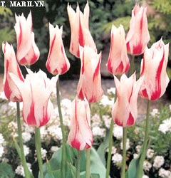 Tulipa - Gruppo 06 (liliumformis) MARILYN