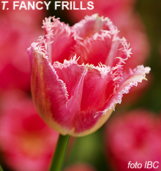 Tulipa - Gruppo 07 (sfrangiati) FANCY FRILLS