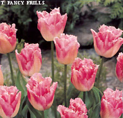 Tulipa - Gruppo 07 (sfrangiati) FANCY FRILLS