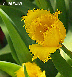 Tulipa - Gruppo 07 (sfrangiati) MAJA