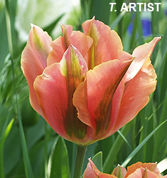 Tulipa - Gruppo 08 (viridiflora) ARTIST