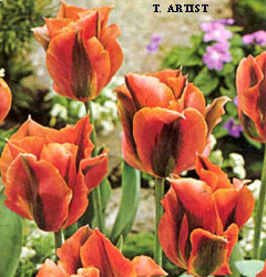 Tulipa - Gruppo 08 (viridiflora) ARTIST
