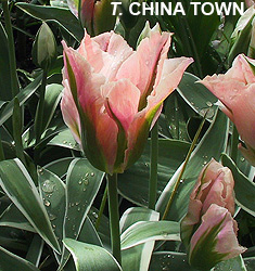 Tulipa - Gruppo 08 (viridiflora) CHINA TOWN