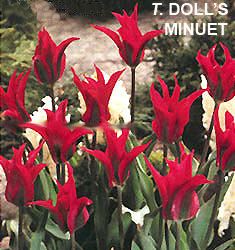 Tulipa - Gruppo 08 (viridiflora) DOLL'S MINUET