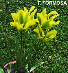 Tulipa - Gruppo 08 (viridiflora) FORMOSA