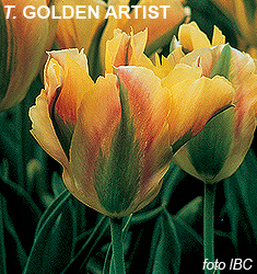 Tulipa - Gruppo 08 (viridiflora) GOLDEN ARTIST