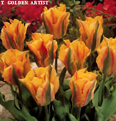 Tulipa - Gruppo 08 (viridiflora) GOLDEN ARTIST