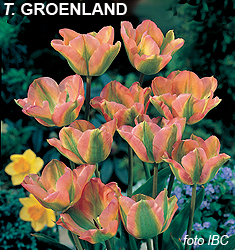 Tulipa - Gruppo 08 (viridiflora) GROENLAND