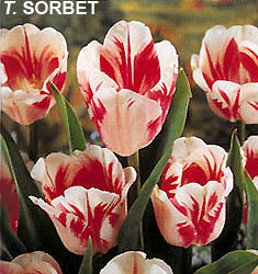 Tulipa - Gruppo 09 (Rembrandt) SORBET