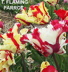 Tulipa - Gruppo 10 (pappagallo) FLAMING PARROT