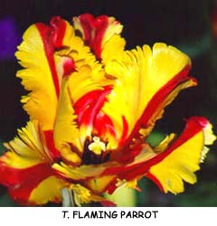 Tulipa - Gruppo 10 (pappagallo) FLAMING PARROT