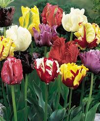 Tulipa - Gruppo 10 (pappagallo) .MIX
