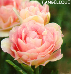 Tulipa - Gruppo 11 (tardivi doppi) ANGELIQUE