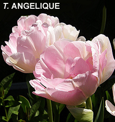 Tulipa - Gruppo 11 (tardivi doppi) ANGELIQUE