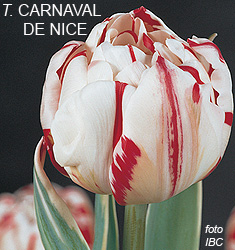 Tulipa - Gruppo 11 (tardivi doppi) CARNAVAL DE NICE