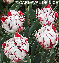 Tulipa - Gruppo 11 (tardivi doppi) CARNAVAL DE NICE