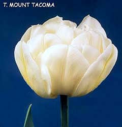 Tulipa - Gruppo 11 (tardivi doppi) MOUNT TACOMA