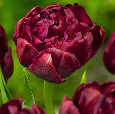 Tulipa - Gruppo 11 (tardivi doppi) UNCLE TOM