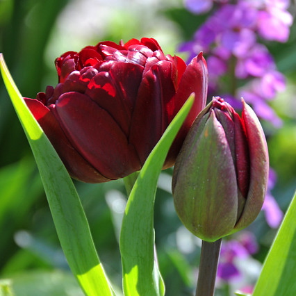 Tulipa - Gruppo 11 (tardivi doppi) UNCLE TOM