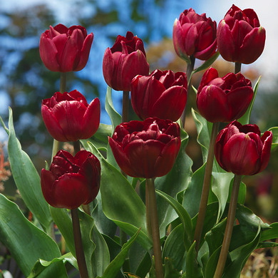 Tulipa - Gruppo 11 (tardivi doppi) UNCLE TOM
