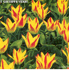 Tulipa - Gruppo 12 (kaufmanniane) GIUSEPPE VERDI