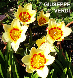 Tulipa - Gruppo 12 (kaufmanniane) GIUSEPPE VERDI