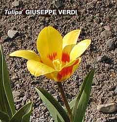 Tulipa - Gruppo 12 (kaufmanniane) GIUSEPPE VERDI