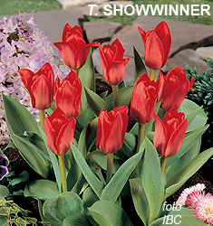 Tulipa - Gruppo 12 (kaufmanniane) SHOWWINNER