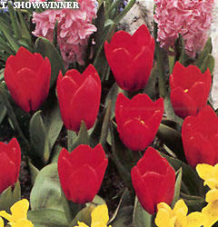 Tulipa - Gruppo 12 (kaufmanniane) SHOWWINNER