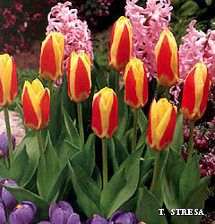 Tulipa - Gruppo 12 (kaufmanniane) STRESA