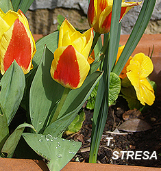Tulipa - Gruppo 12 (kaufmanniane) STRESA
