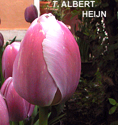 Tulipa - Gruppo 13 (fosteriane) ALBERT HEIJN
