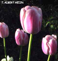 Tulipa - Gruppo 13 (fosteriane) ALBERT HEIJN