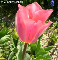 Tulipa - Gruppo 13 (fosteriane) ALBERT HEIJN