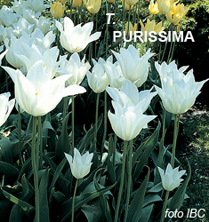 Tulipa - Gruppo 13 (fosteriane) PURISSIMA