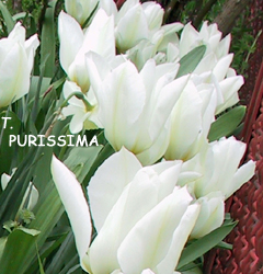 Tulipa - Gruppo 13 (fosteriane) PURISSIMA