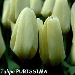 Tulipa - Gruppo 13 (fosteriane) PURISSIMA