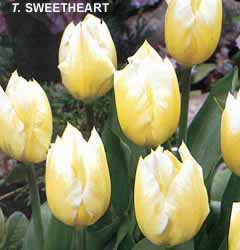 Tulipa - Gruppo 13 (fosteriane) SWEETHEART