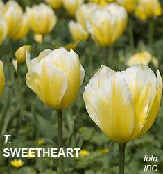 Tulipa - Gruppo 13 (fosteriane) SWEETHEART