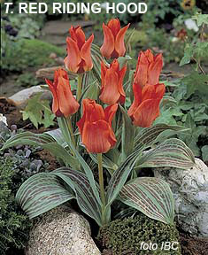 Tulipa - Gruppo 14 (greigii) RED RIDING HOOD