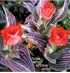 Tulipa - Gruppo 14 (greigii) RED RIDING HOOD