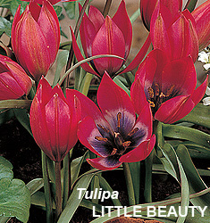 Tulipa - Gruppo 15 (specie) LITTLE BEAUTY