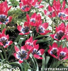 Tulipa - Gruppo 15 (specie) LITTLE BEAUTY