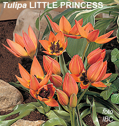 Tulipa - Gruppo 15 (specie) LITTLE PRINCESS