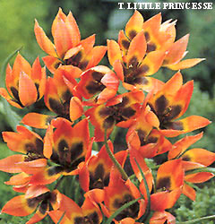 Tulipa - Gruppo 15 (specie) LITTLE PRINCESS