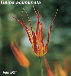 Tulipa - Gruppo 15 (specie) acuminata