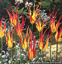 Tulipa - Gruppo 15 (specie) acuminata